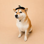 Halloween Pet Witch Hat for Cats, Dogs and Other Pets, Adjustable Halloween Costume Hat, Orange or Black, Pet Photo Prop Australia