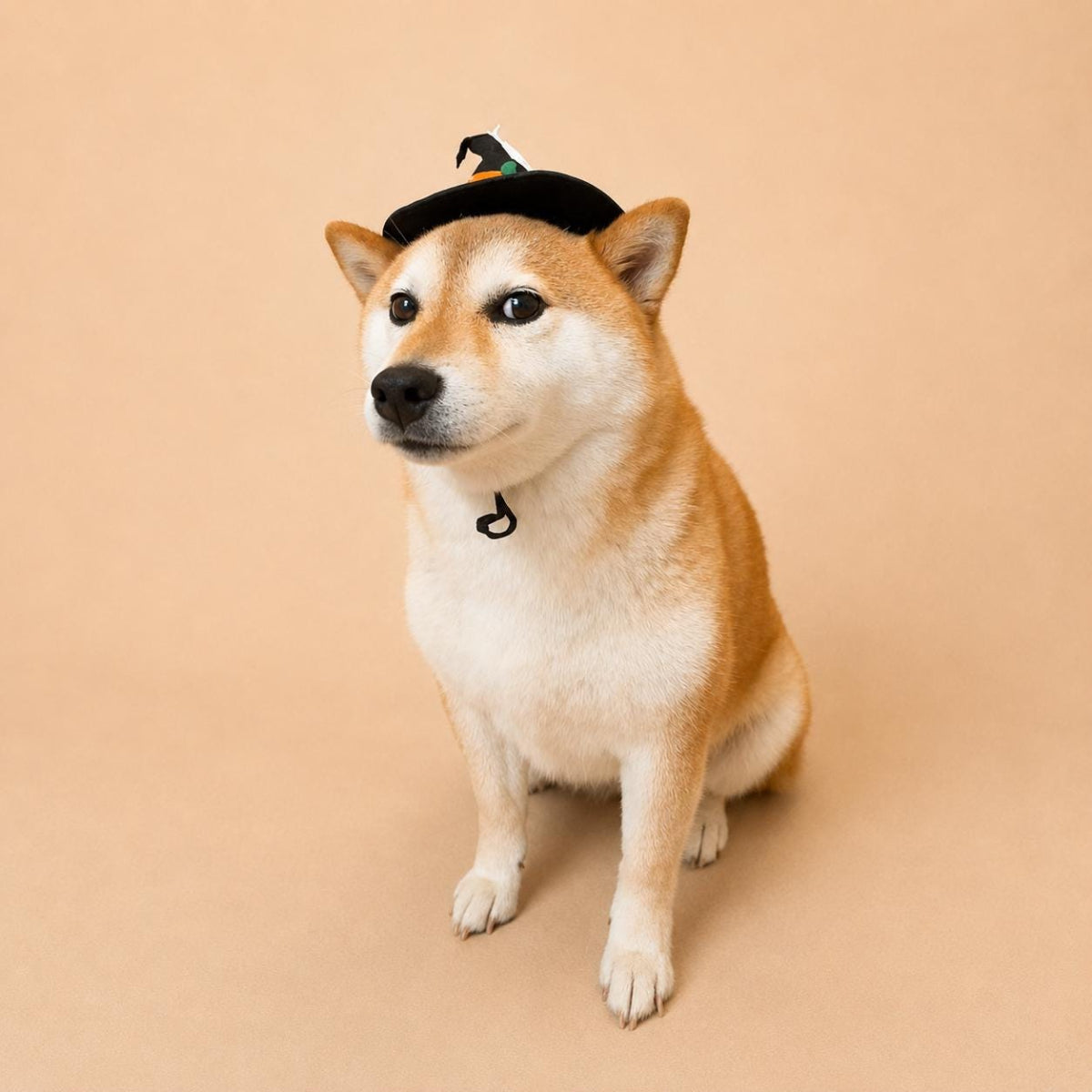 Halloween Pet Witch Hat for Cats, Dogs and Other Pets, Adjustable Halloween Costume Hat, Orange or Black, Pet Photo Prop Australia