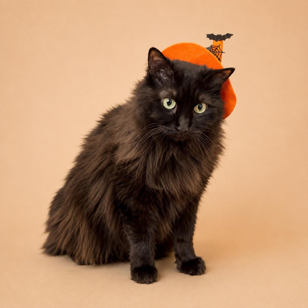 Halloween Pet Witch Hat for Cats, Dogs and Other Pets, Adjustable Halloween Costume Hat, Orange or Black, Pet Photo Prop Australia