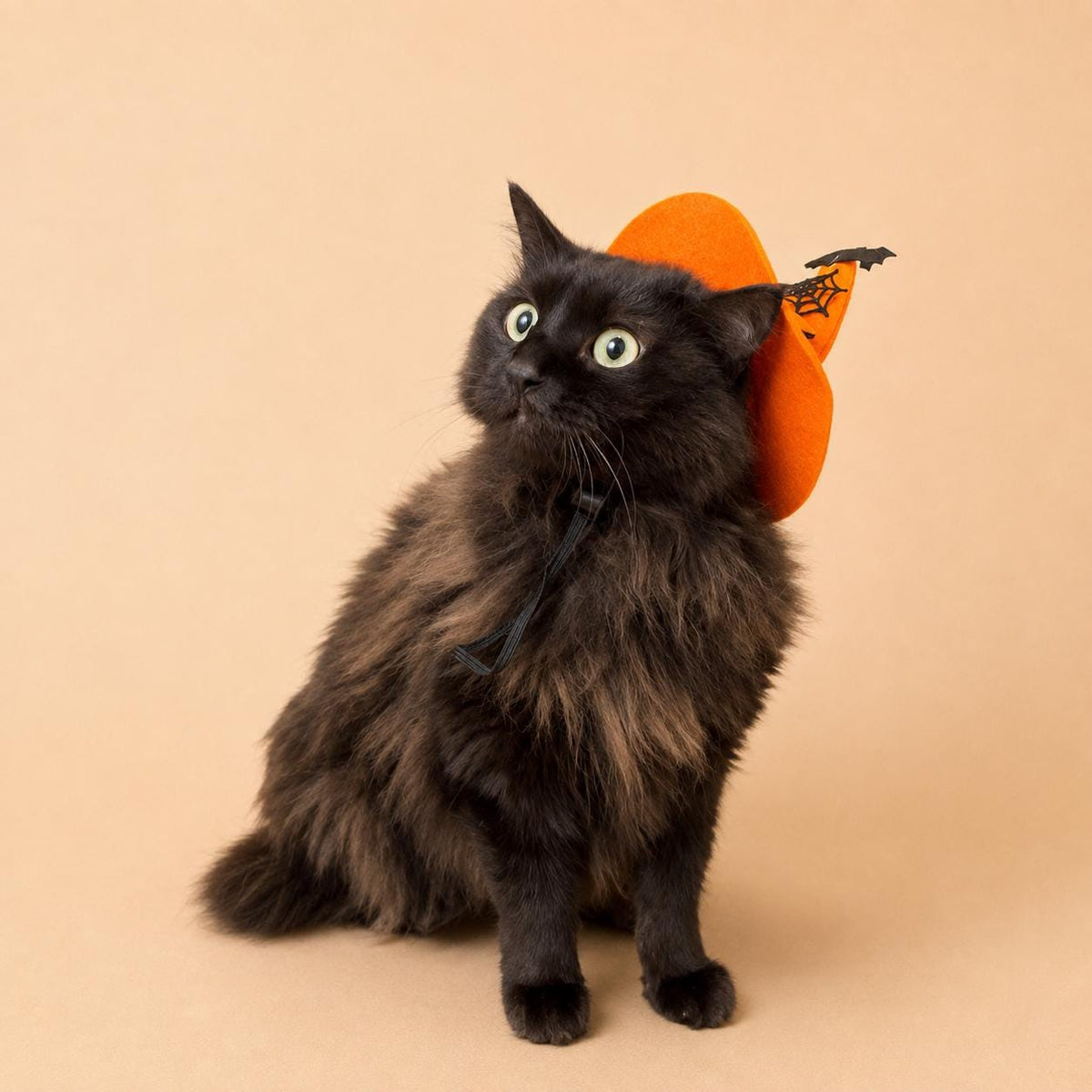 Halloween Pet Witch Hat for Cats, Dogs and Other Pets, Adjustable Halloween Costume Hat, Orange or Black, Pet Photo Prop Australia