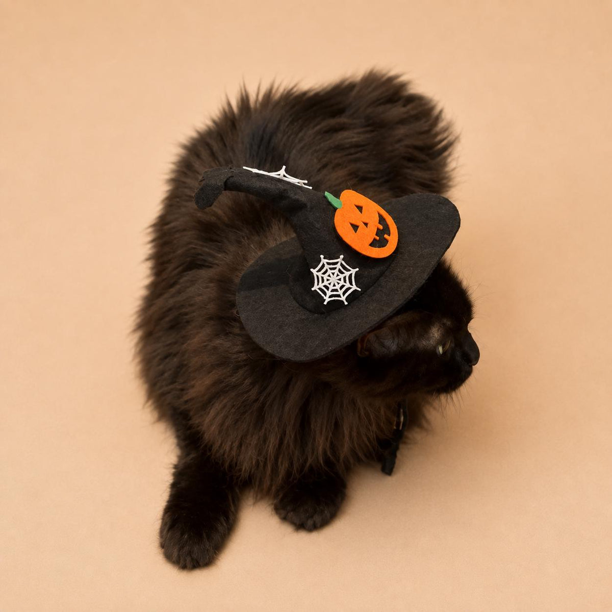 Halloween Pet Witch Hat for Cats, Dogs and Other Pets, Adjustable Halloween Costume Hat, Orange or Black, Pet Photo Prop Australia