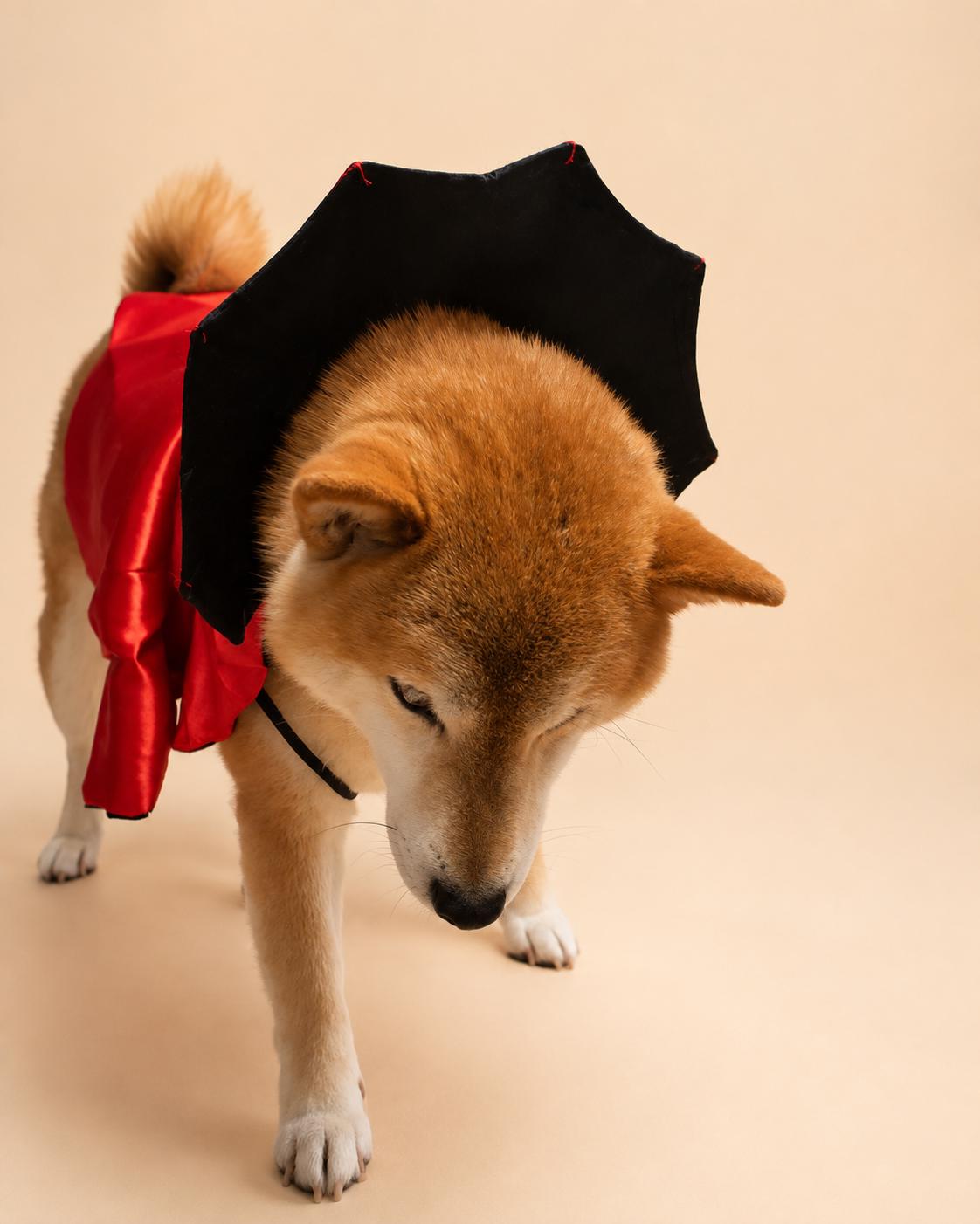 Dog Vampire Cape Costume, Red & Black Halloween Pet Outfit for Dogs and Cats, Adjustable Tie-On Bat Collar