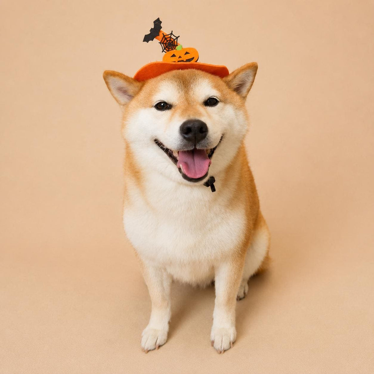 Halloween Pet Witch Hat for Cats, Dogs and Other Pets, Adjustable Halloween Costume Hat, Orange or Black, Pet Photo Prop Australia