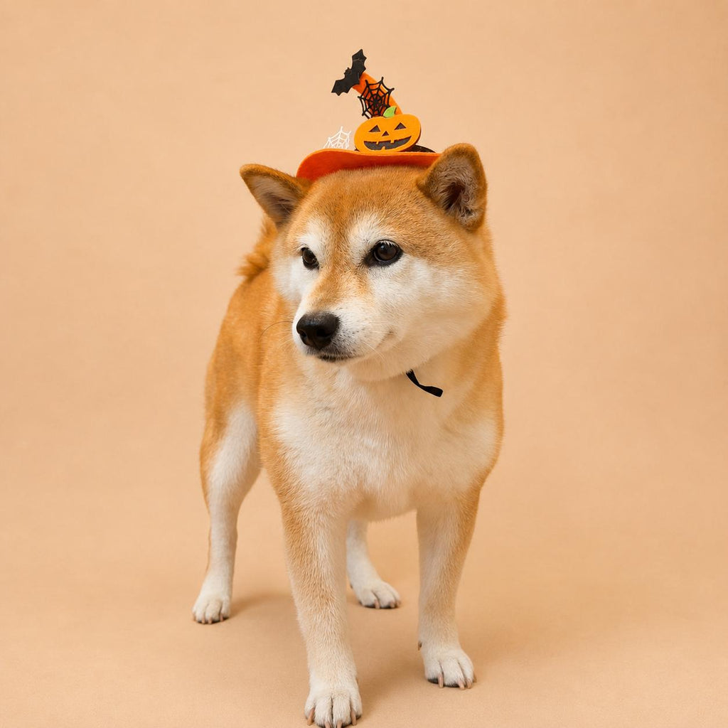 Halloween Pet Witch Hat for Cats, Dogs and Other Pets, Adjustable Halloween Costume Hat, Orange or Black, Pet Photo Prop Australia