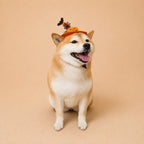 Halloween Pet Witch Hat for Cats, Dogs and Other Pets, Adjustable Halloween Costume Hat, Orange or Black, Pet Photo Prop Australia