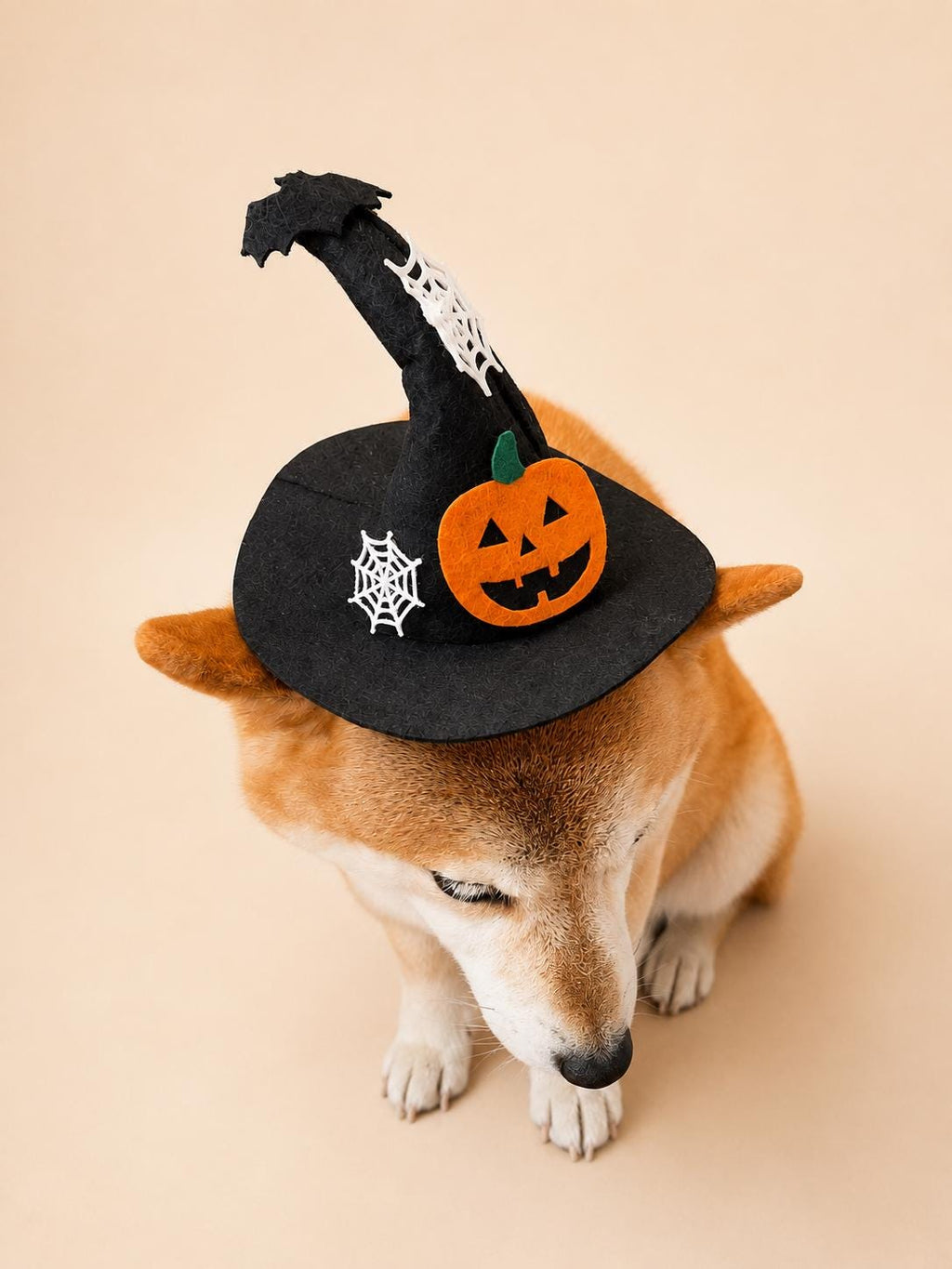 Halloween Pet Witch Hat for Cats, Dogs and Other Pets, Adjustable Halloween Costume Hat, Orange or Black, Pet Photo Prop Australia