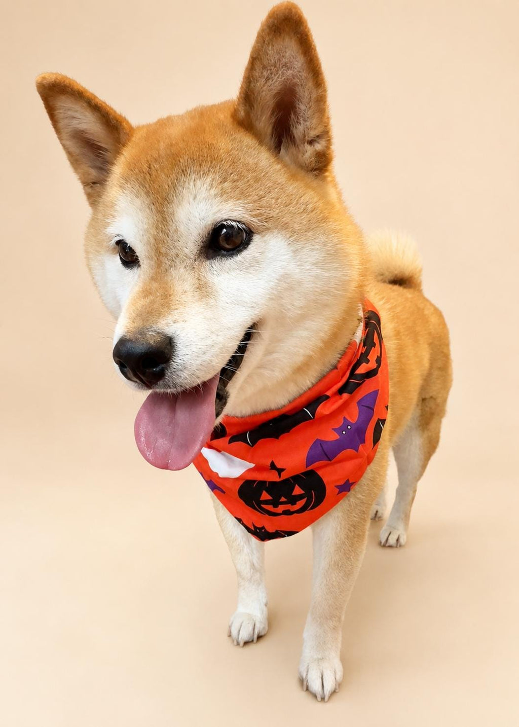 Halloween Dog Bandana, Tie-On Pet Scarf for Dogs & Cats, Pumpkin Ghost Skull Costume Accessory, 3 Spooky Prints