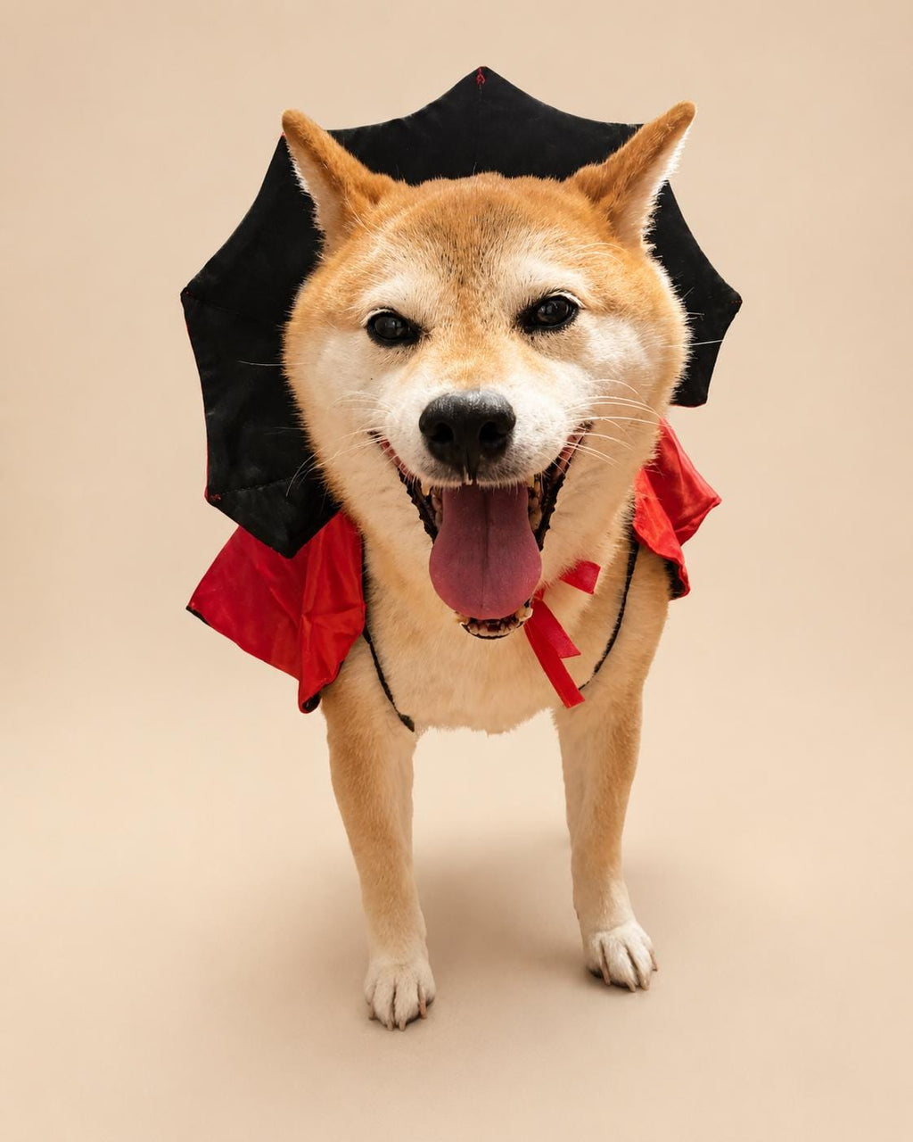 Dog Vampire Cape Costume, Red & Black Halloween Pet Outfit for Dogs and Cats, Adjustable Tie-On Bat Collar